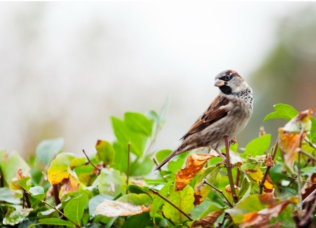 Ilustrasi kisah burung pipit dan Nabi Ibrahim AS saat bantu padamkan api. Foto: Getty Images/iStockphoto/susandaniel,sumber detik.com